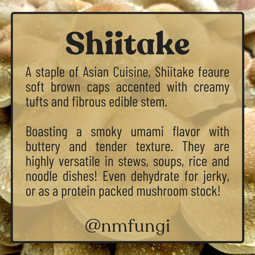 SHITAKEページ Shiitake Mushrooms | New Mexico Fungi
