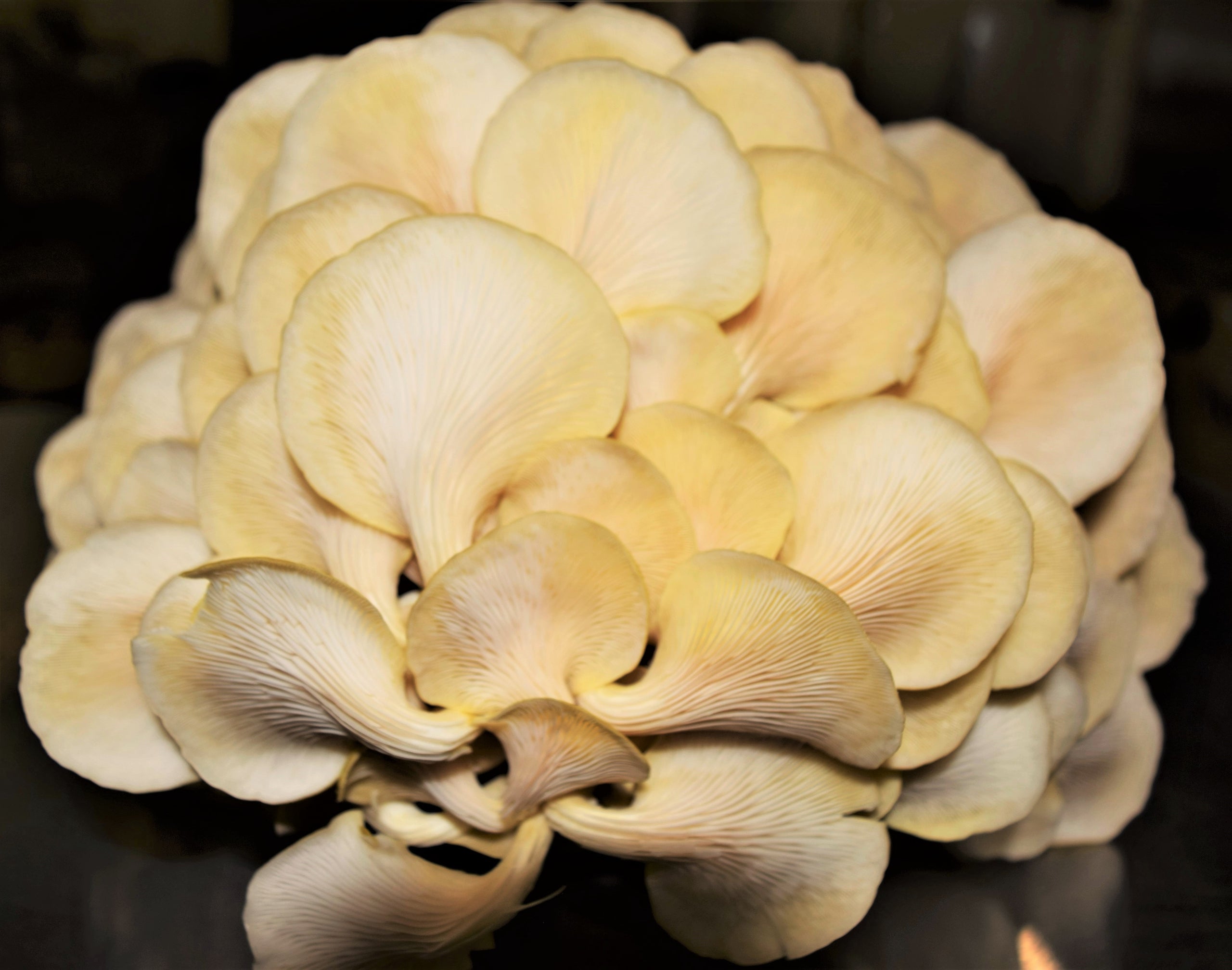 Michelle Jusino warns the mushroom is altering forest ecosystems